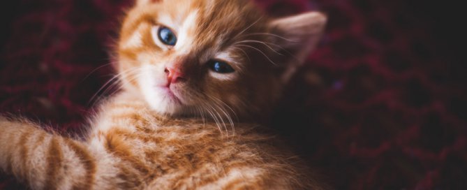 ginger kitten