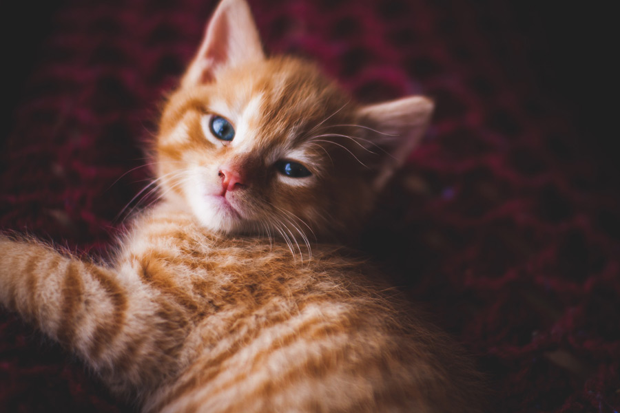 ginger kitten