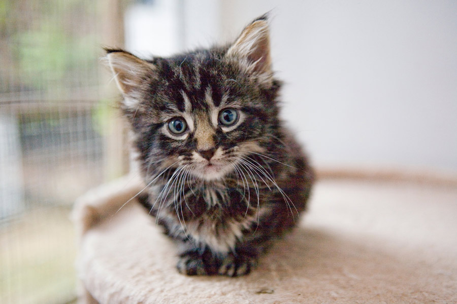 tabby kitten 