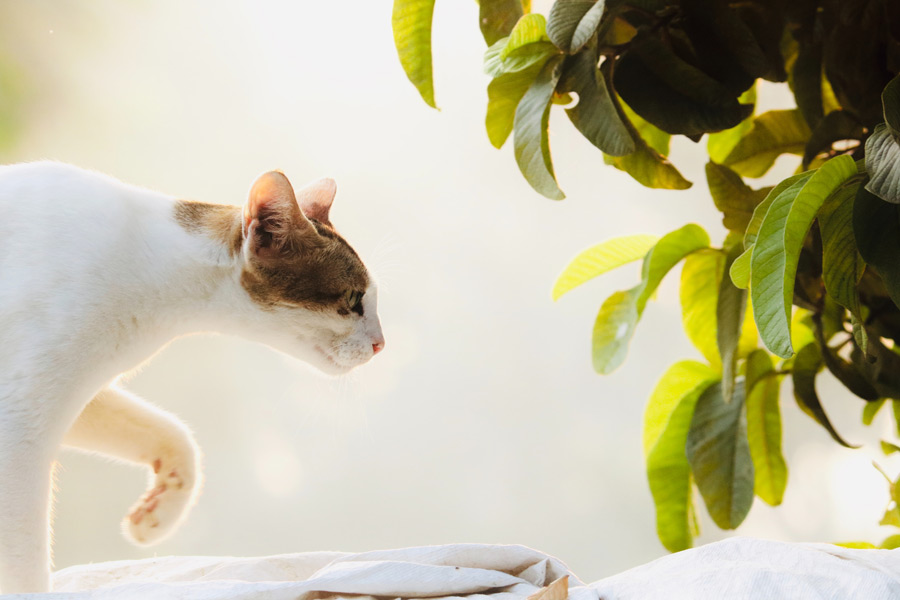 White cat next to green leaf plant