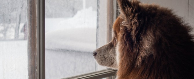 dog looking out of window