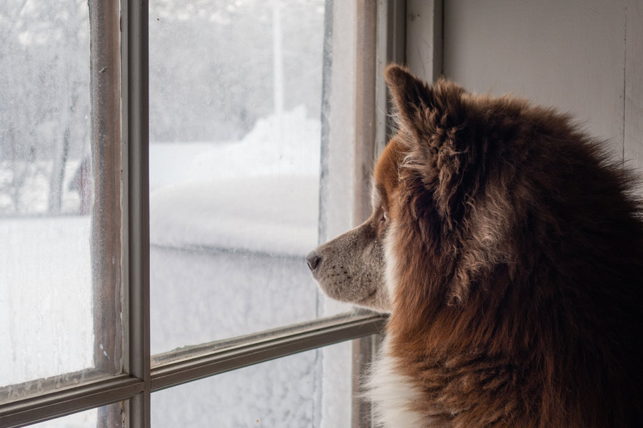 dog looking out of window