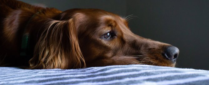 brown dog lying down looking sad