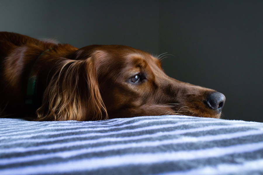 brown dog lying down looking sad