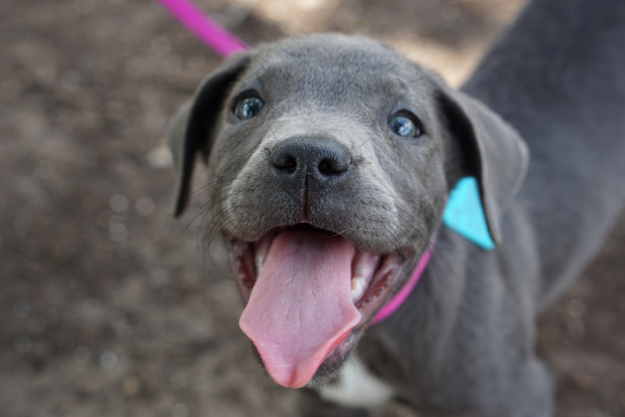 grey puppy on lead, outdoors