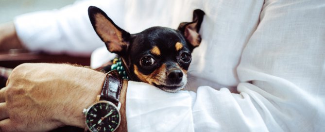 man in shirt holding small black dog