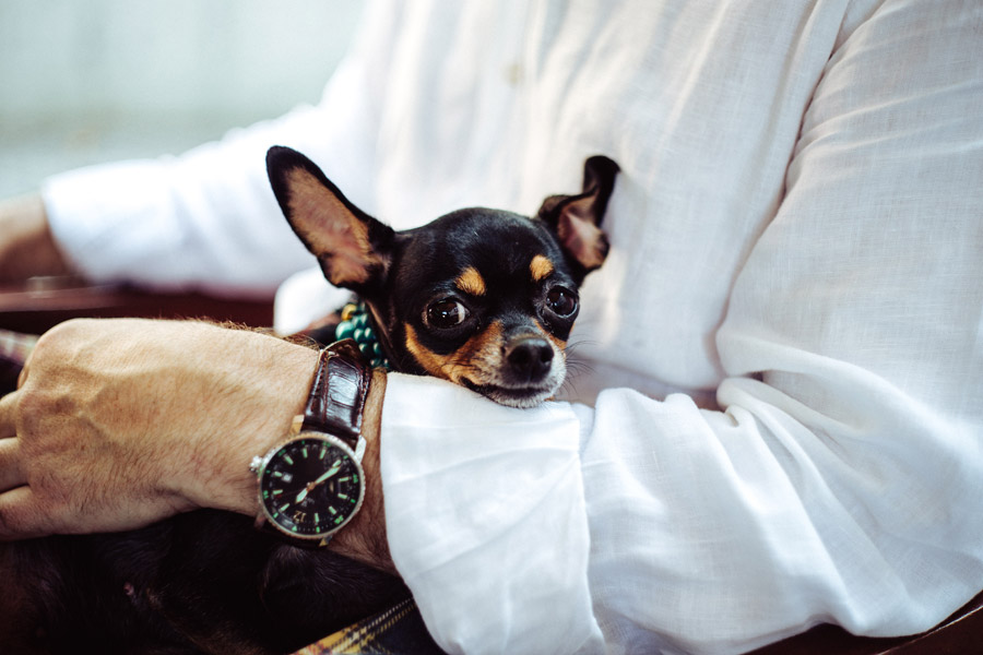 man in shirt holding small black dog