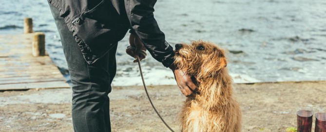 man outdoors with dog on lead, responsible pet parenting