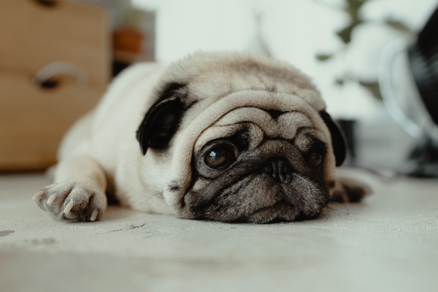 pug lying on floor