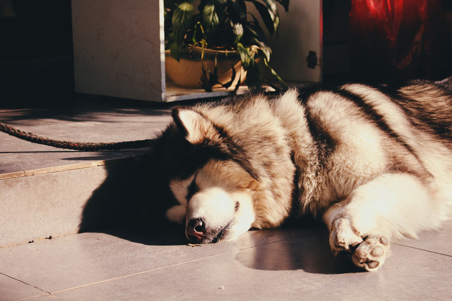 siberian husky lying down