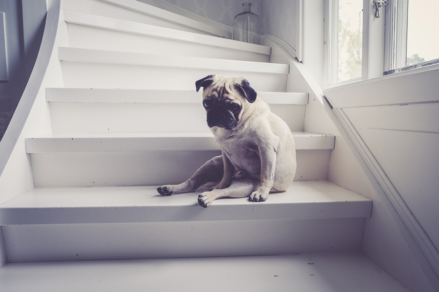 pug looking sad