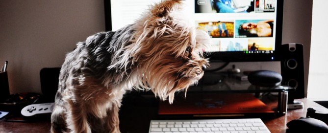Yorkshire terrier sitting next to a computer