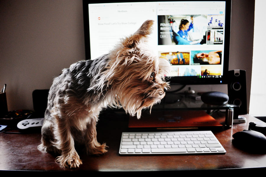 Yorkshire terrier sitting next to a computer