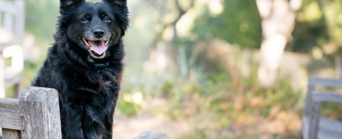 Black dog sat on chair outdoors