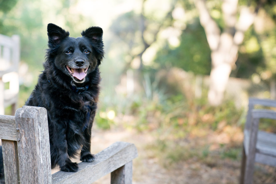 Black dog sat on chair outdoors