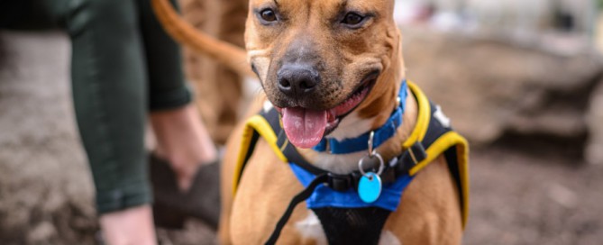 Staffy wearing ID tag