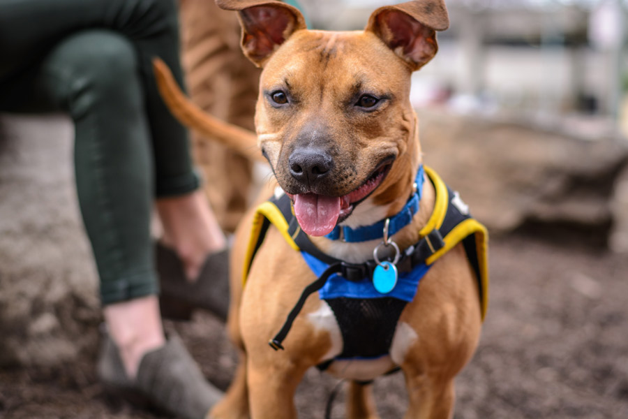 Staffy wearing ID tag