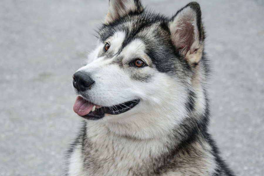 Siberian husky