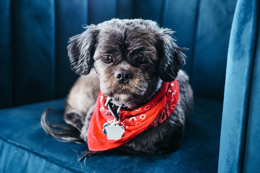 shih tzu wearing red bandana and ID tag