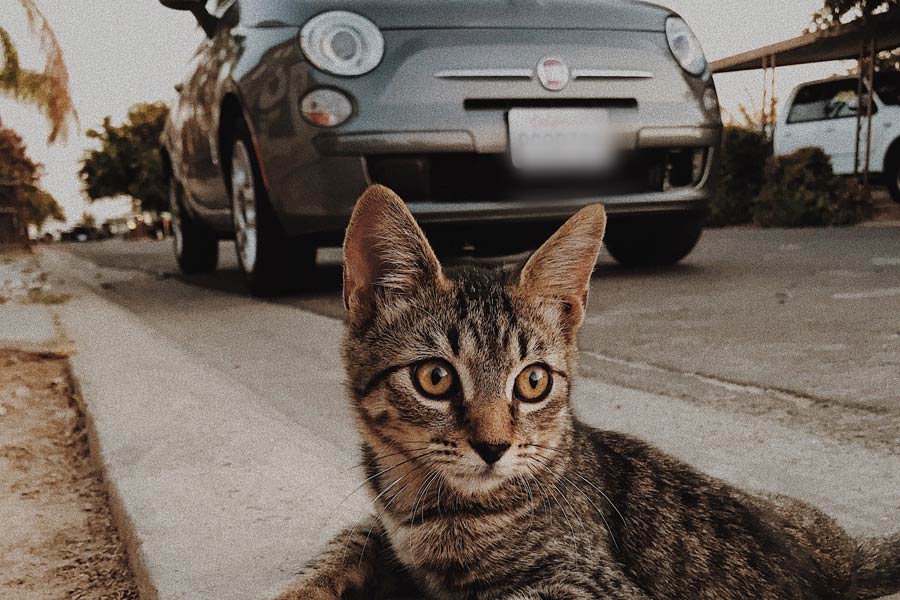 tabby cat lying in the curb, near road