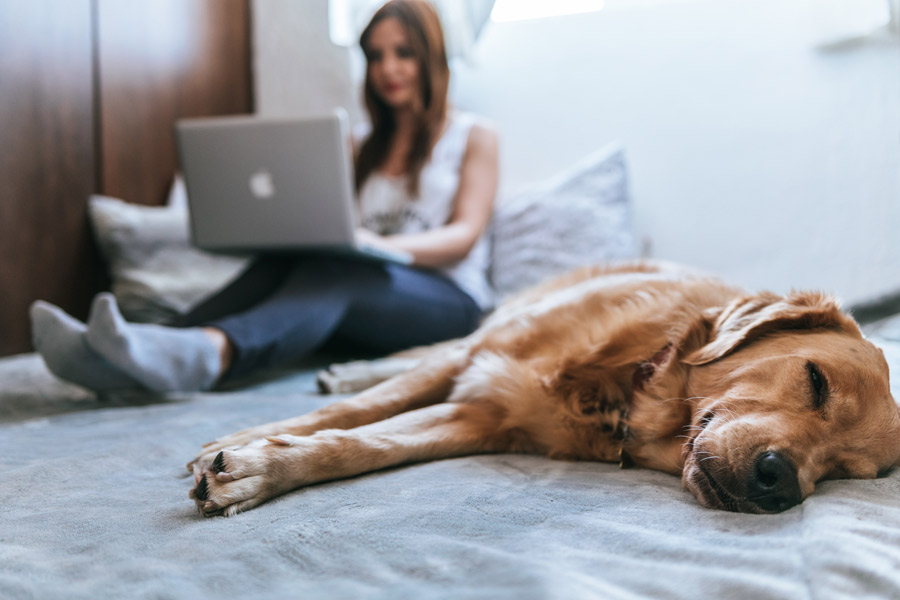 woman on laptop, dog lying on bed next to her