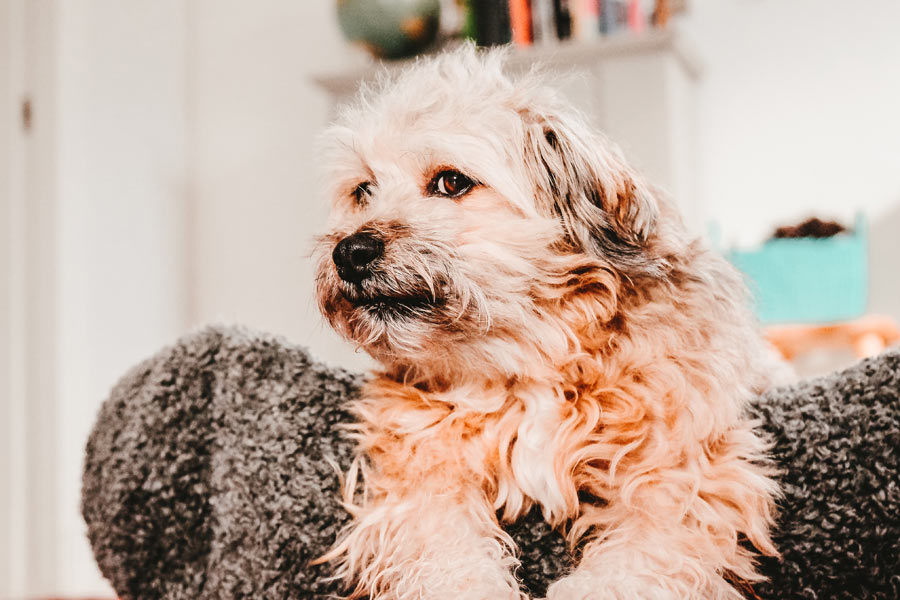 curly-haired dog sitting on back of sofa, pet sitting