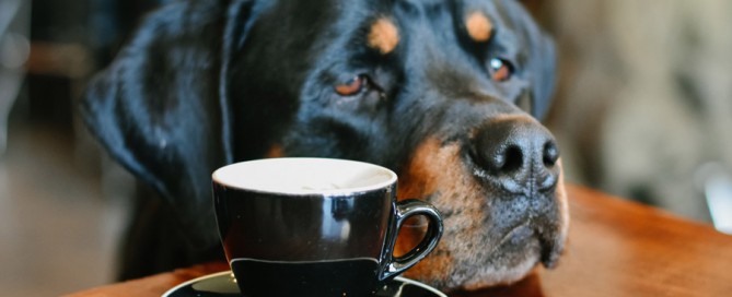 dog in cafe, pet-friendly cities