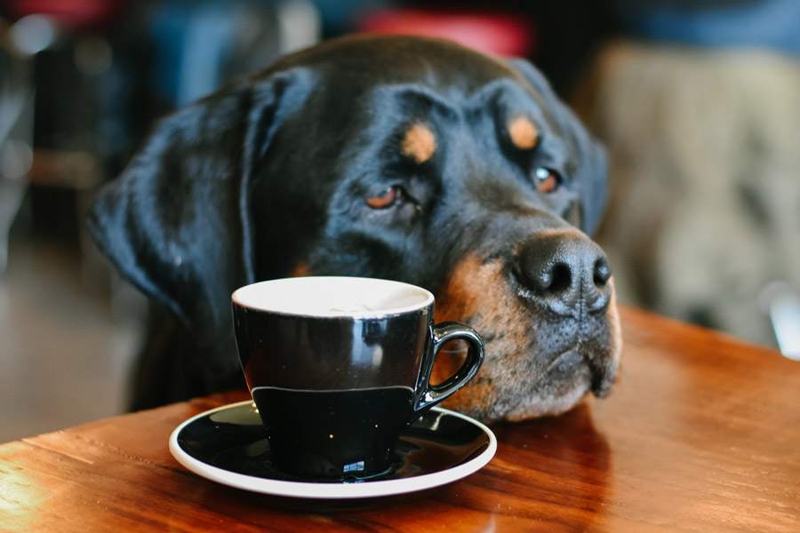 dog in cafe, pet-friendly cities