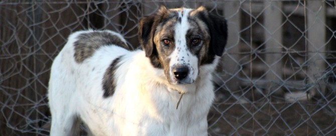 large dog in caged enclosure, pet adoption, animal rescue