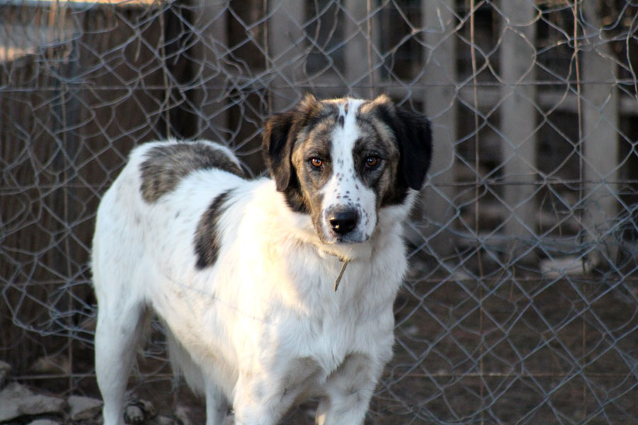 large dog in caged enclosure, pet adoption, animal rescue