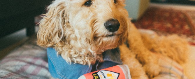 dog wearing red beanie, pet industry trends