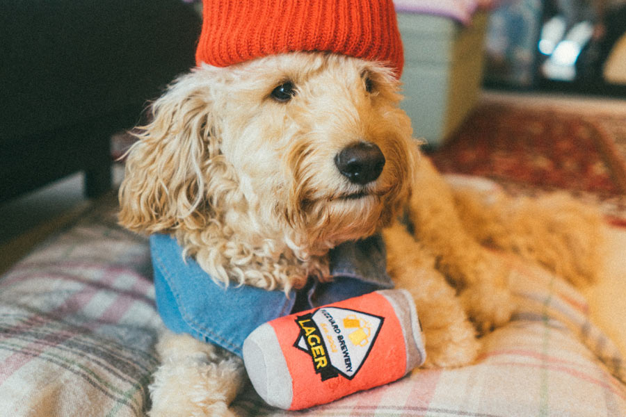 dog wearing red beanie, pet industry trends