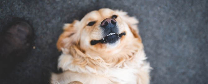 happy dog lying on ground, pet community