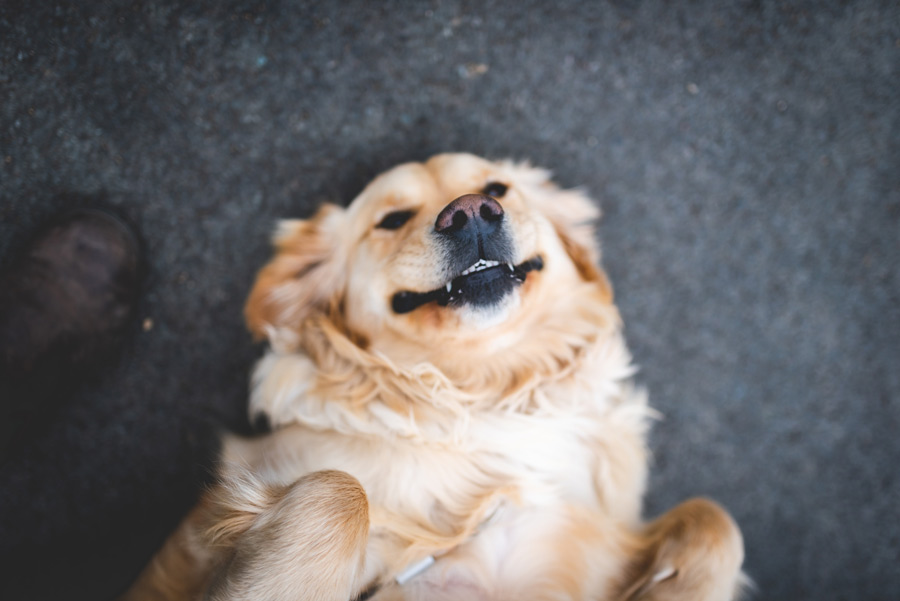 happy dog lying on ground, pet community