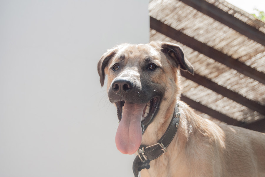 large dog with tongue out, happy dog