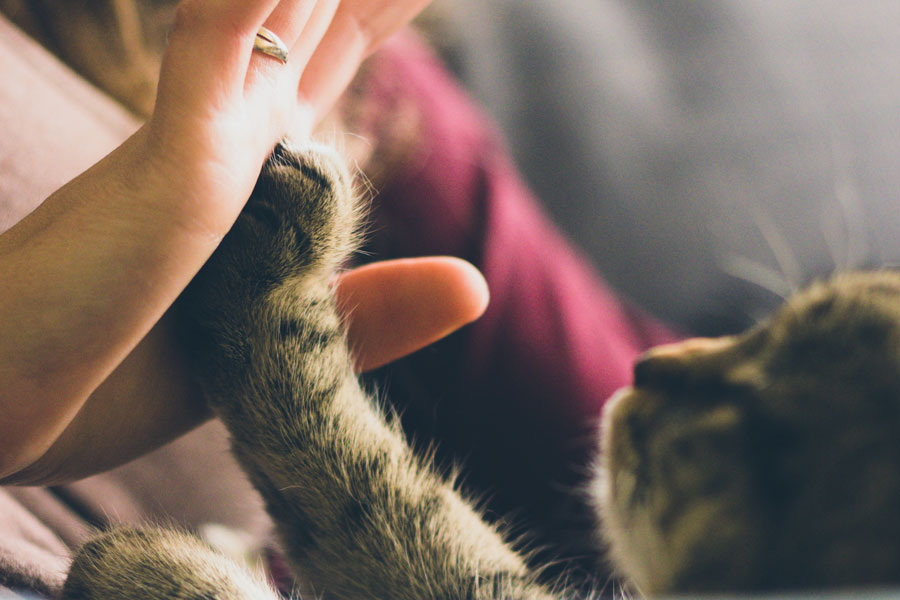 Do I Need Pet Sitting Insurance PetProfessional