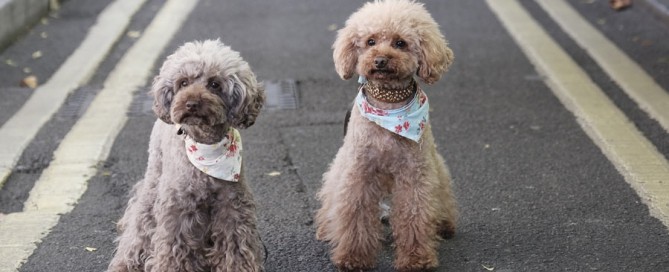 two grey poodles, pet cloning