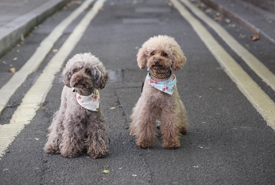 two grey poodles, pet cloning