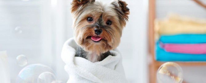 yorkshire terrier wrapped in towel, pet grooming insurance