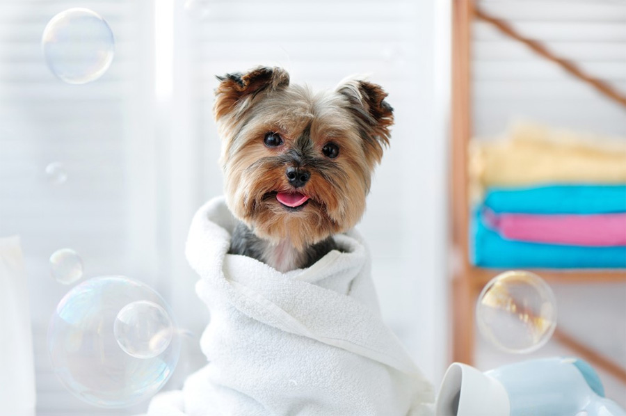 yorkshire terrier wrapped in towel, pet grooming insurance