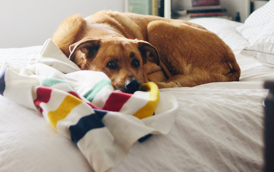 dog lying on bed, how to comfort a dog in pain