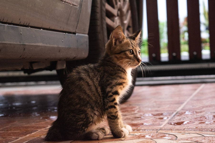 cat sitting next to car tires, cat safety advice