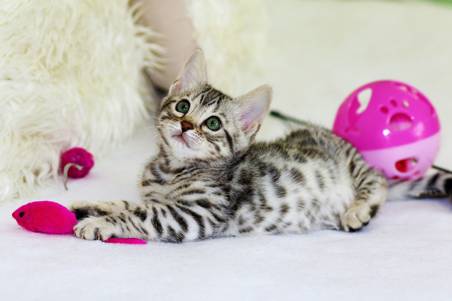 kitten with cat toys