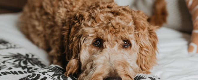 curly-haired dog lying on bed