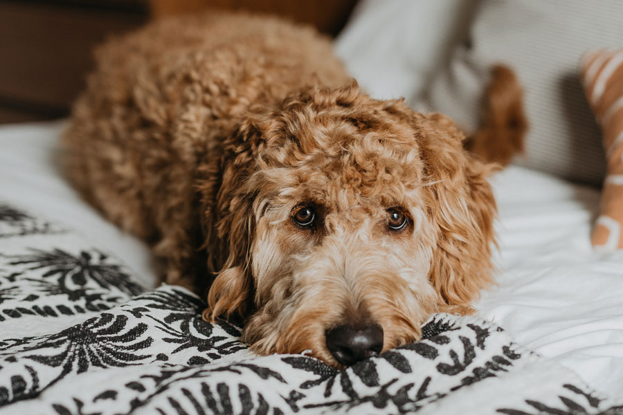 curly-haired dog lying on bed