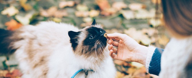 woman feeding cat, winter, cat safety