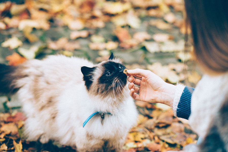 woman feeding cat, winter, cat safety