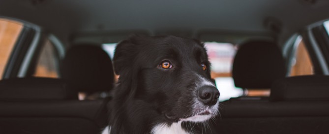 black dog in back of car, pet travel