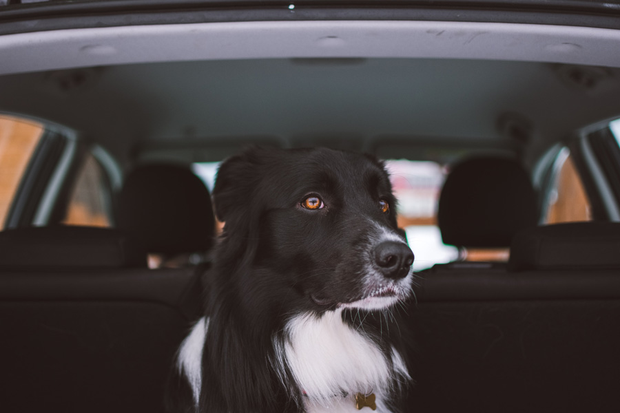 black dog in back of car, pet travel