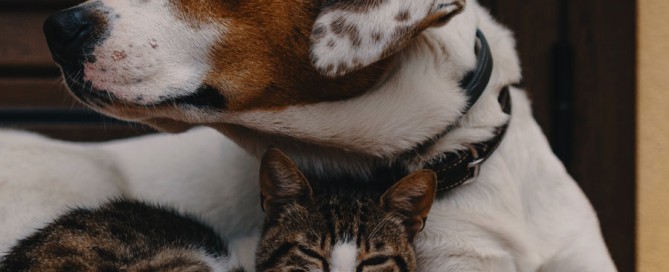 cat snuggled into dog